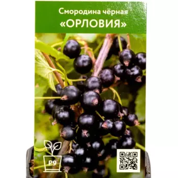 Смородина черная Орловия h45 см
