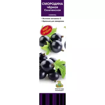 Смородина черная традиционная Селеченская коробка h39 см
