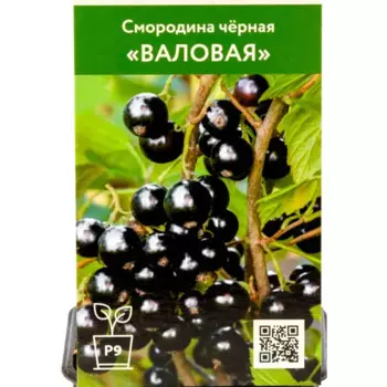 Смородина черная Валовая h45 см