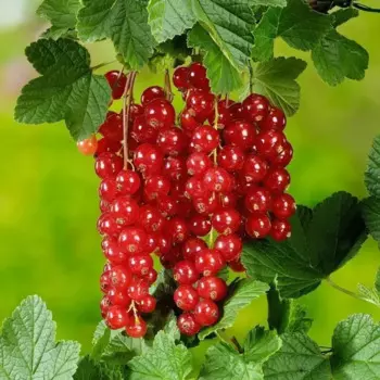 Смородина красная 17 h60 см