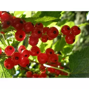 Смородина красная «Мармеладница» C3 высота 50-70 см