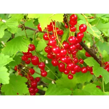 Смородина красная «Натали» C3 высота 50-70 см