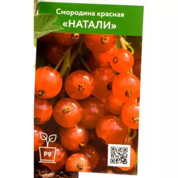 Смородина красная Натали h40 см