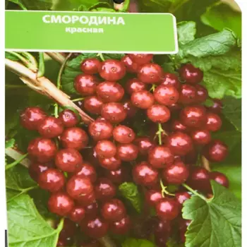 Смородина красная Ненаглядная 17 h30 см
