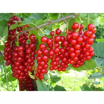 Смородина красная «Ровада» C3 высота 50-70 см