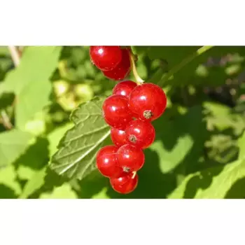 Смородина красная «Сахарная» C3 высота 50-70 см