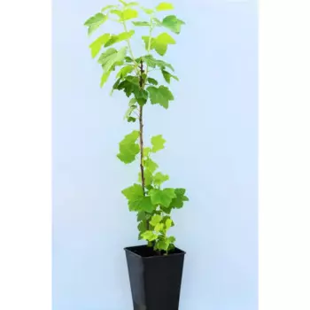 Смородина «Натали» 1 год 12.5x30-50 см