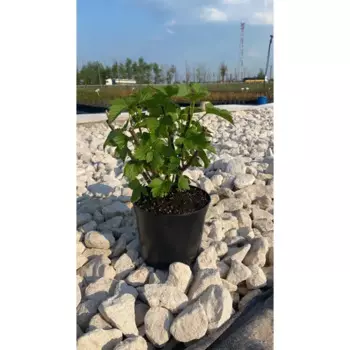 Смородина Селеченская 19 h20 - 40 см