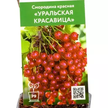 Смородина Уральская красавица h40 см