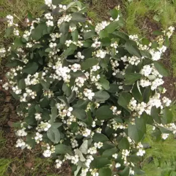 Снежноягодник белый 15 h35 см