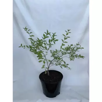 Снежноягодник h30 - 40 см