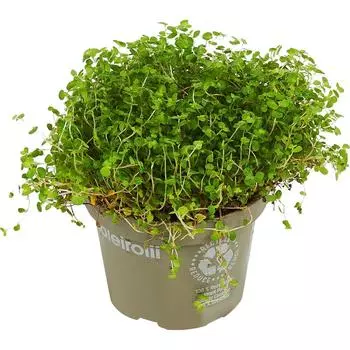 Соляройя микс 13x25 см