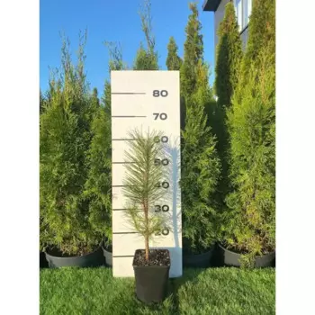 Сосна Черная Пирамидалис h20 - 40 см