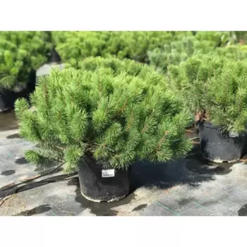 Сосна горная 21 h15 - 25 см