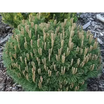 Сосна горная Хниздо h20 - 40 см