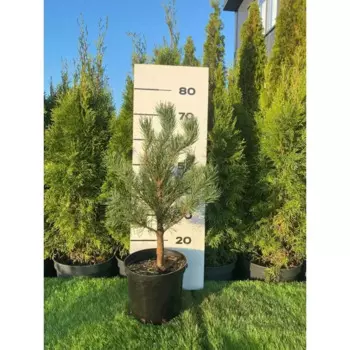 Сосна Ватерери h20 - 40 см