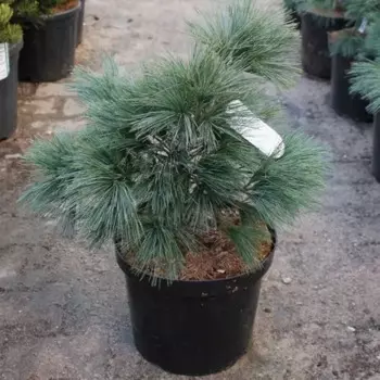 Сосна Веймутова 21 h30 - 40 см