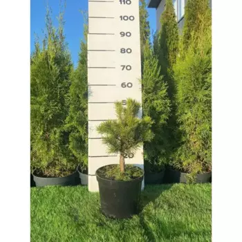 Сосна Винтер Голд h20 - 40 см