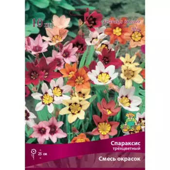 Спараксис трёхцветный Бордо микс луковица 5