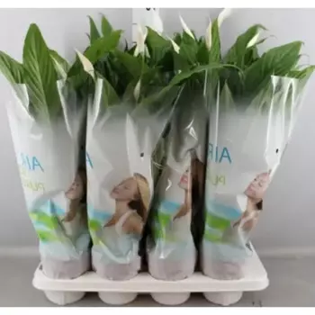 Спатифиллум 13x50 см