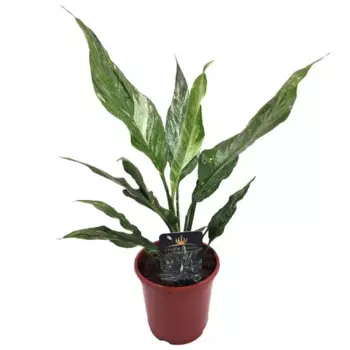 Спатифиллум вариегатный 9 h15 см