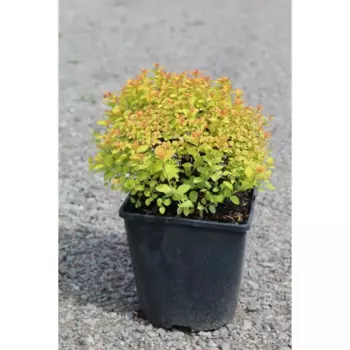 Спирея 9 h20 см