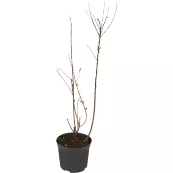 Спирея Билларда 19 см h60-80 см