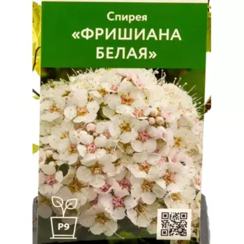Спирея Фришиана белая 9 см h40 см