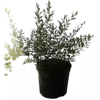 Спирея Грейфшейм 15 см h20-40 см