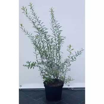 Спирея Грейфшейм 19 см h40-60 см