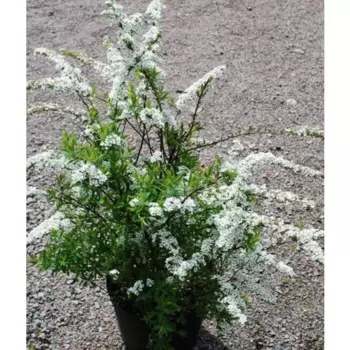 Спирея Грифшейн h20 - 30 см