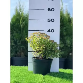 Спирея Литтл Принцесс 19 h10 - 20 см