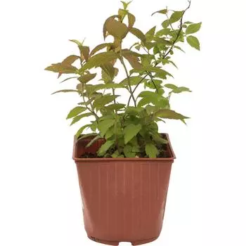 Спирея Макрофилла 15x30 см