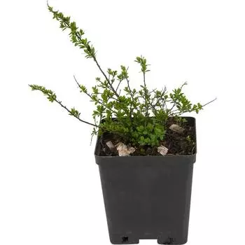 Спирея ниппонская «Флешенфуллер» 15x25 см