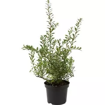 Спирея ниппонская «Сноумоунд» C3 20-40 см