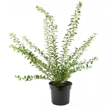 Спирея ниппонская Snowmound 19 h35-55 см