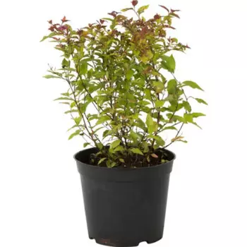 Спирея японская Файерлайт 9 h15 см
