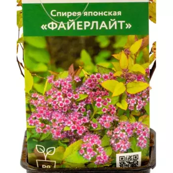 Спирея японская Файерлайт 9 см h40 см