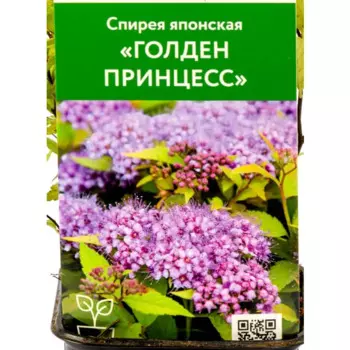 Спирея японская Голден Принцесс 9 см h40 см