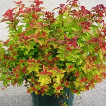 Спирея японская Голдфлэйм 15 h35 см