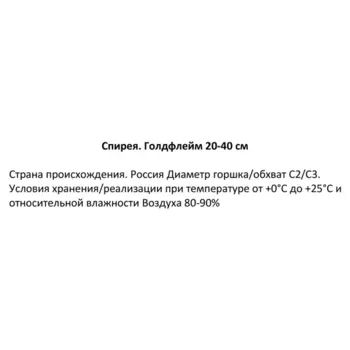 Спирея японская Голдфлейм 16.5 h20-40 см