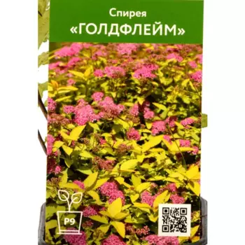 Спирея японская Голдфлейм 9 см h40 см