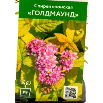 Спирея японская Голдмаунд 9 см h40 см