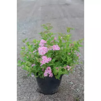 Спирея японская Литл Принцес 15 h15 см