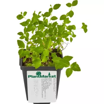 Спирея японская Литл Принцес 9 h15 см