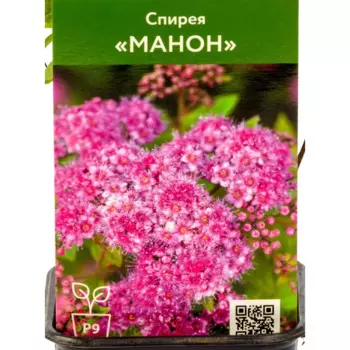 Спирея японская Манон 9 см h40 см