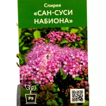 Спирея японская Сан-суси Набиона 9 см h40 см
