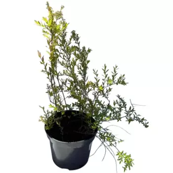 Спирея серая Грефшейм 22 h40 - 60 см