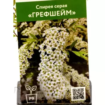 Спирея серая Грефшейм 9 см h40 см