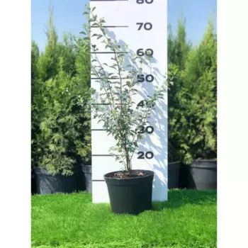 Спирея Вангута 19 h20 - 40 см